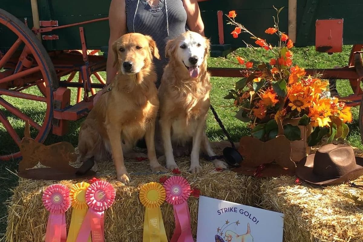 Golden Retriever Puppies breeder image 1