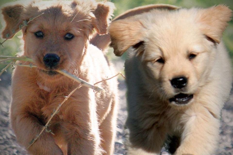 Golden Retriever Puppies breeder image 3