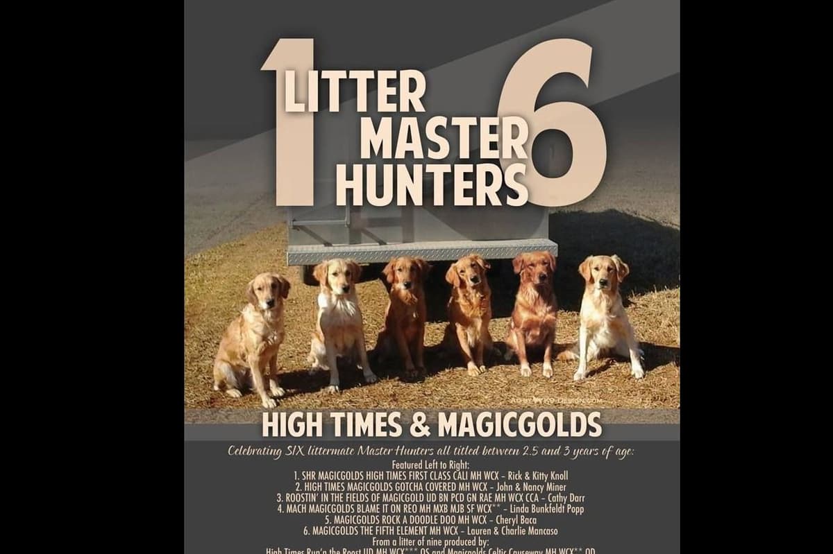 Golden Retriever Puppies breeder image 4