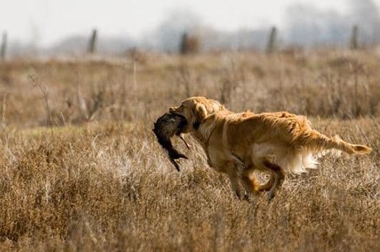 Golden Retriever Puppies breeder image 5