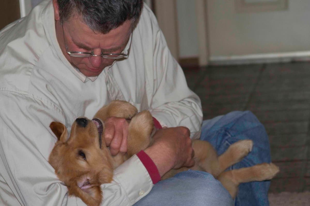Golden Retriever Puppies breeder image 7
