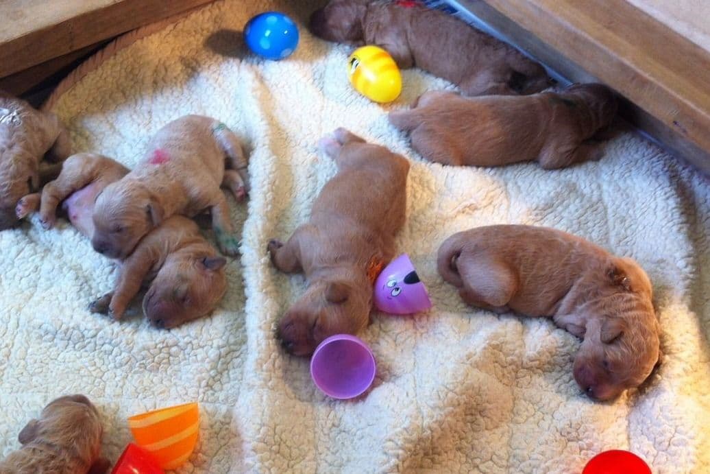 Golden Retriever Puppies breeder image 8
