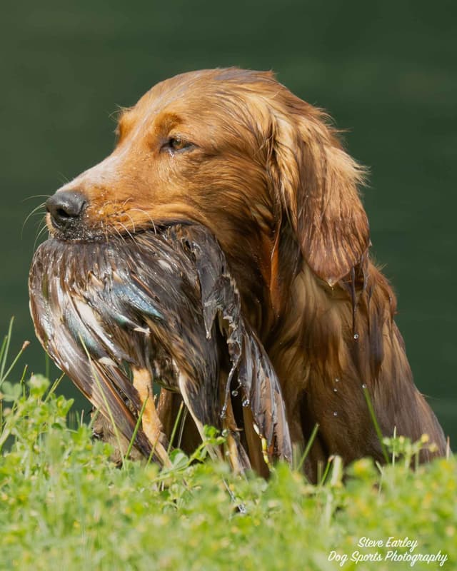 Golden Retriever Puppies media 4
