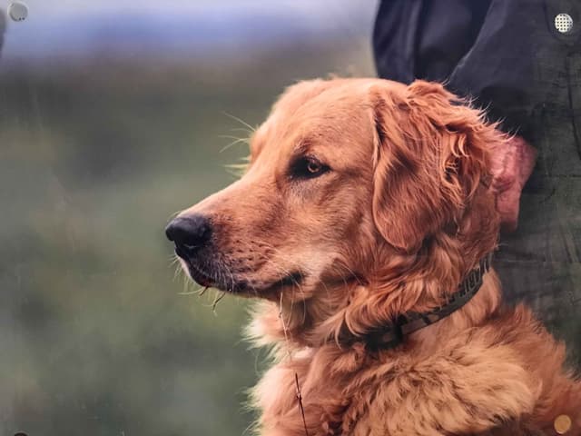 Golden Retriever Puppies media 5