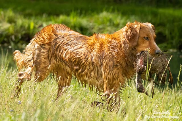Golden Retriever Puppies media 3