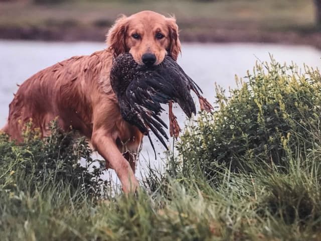 Golden Retriever Puppies media 6