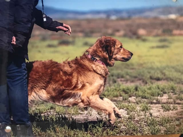 Golden Retriever Puppies media 7