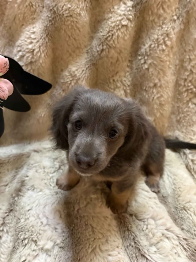 Mini Dachshund Puppies media 2