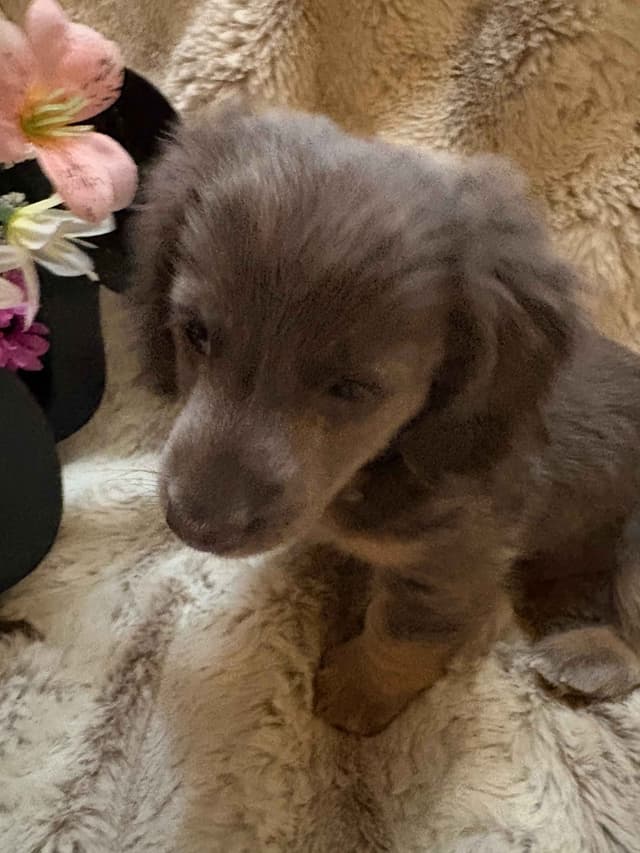 Mini Dachshund Puppies media 3