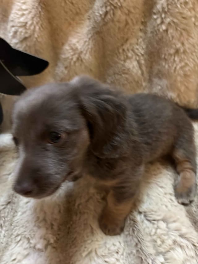 Mini Dachshund Puppies media 5