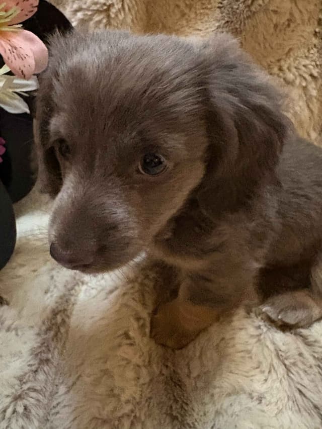 Mini Dachshund Puppies media 7