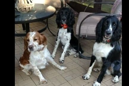 English Springer Spaniel Puppies breeder image 3