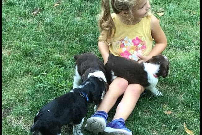 English Springer Spaniel Puppies breeder image 1