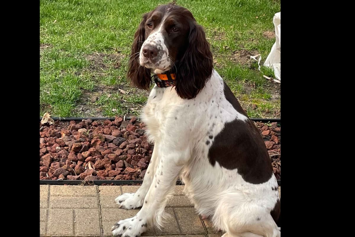 English Springer Spaniel Puppies breeder image 4