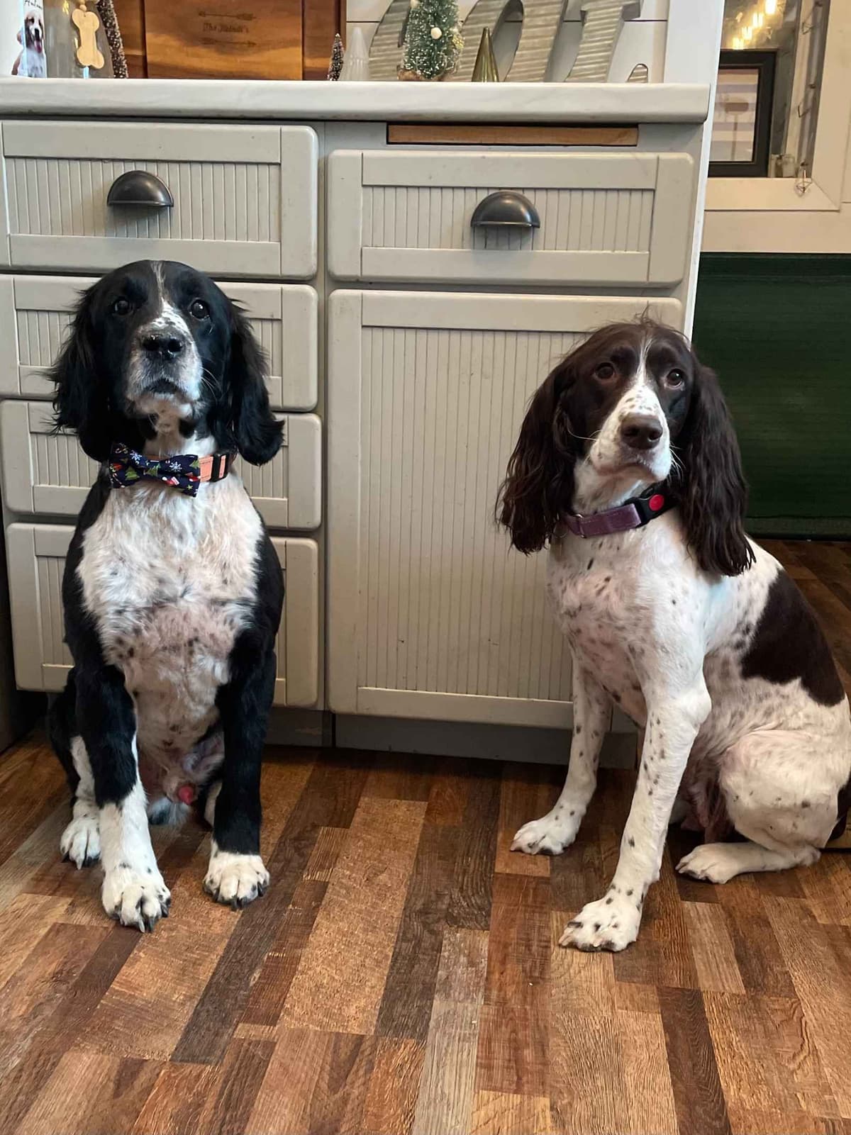 English Springer Spaniel Puppies breeder image 6