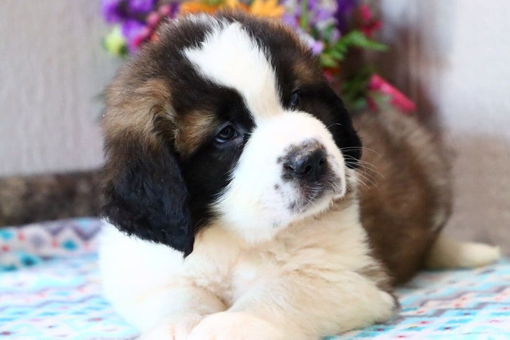 🏅Cavalier King Charles Spaniel Puppies❤️ breeder image 1