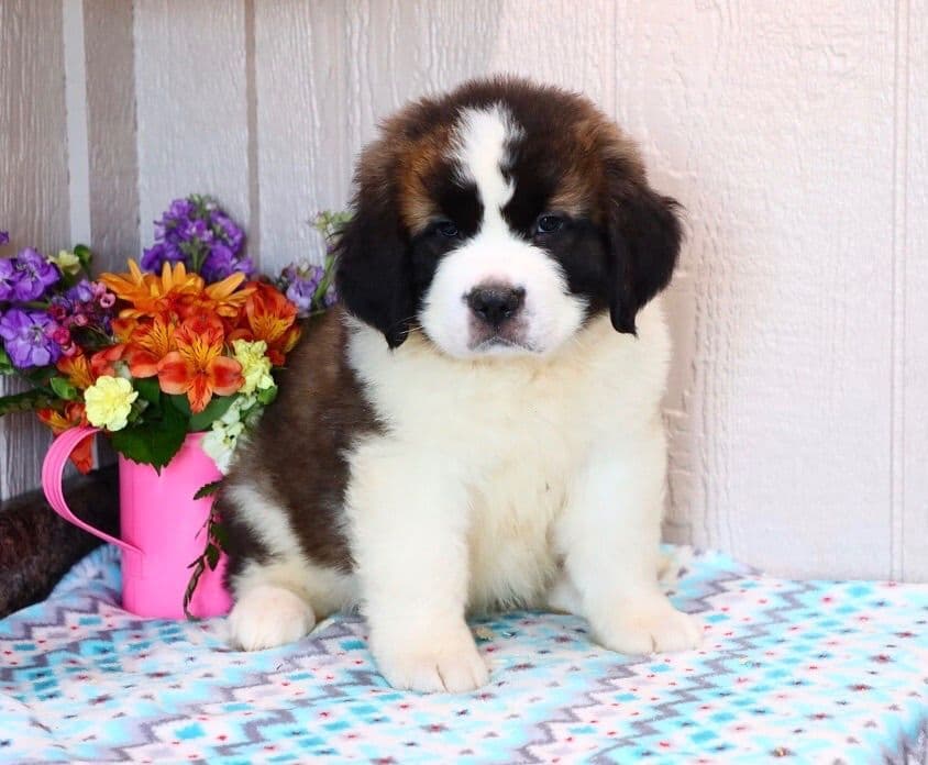🏅Cavalier King Charles Spaniel Puppies❤️ breeder image 14
