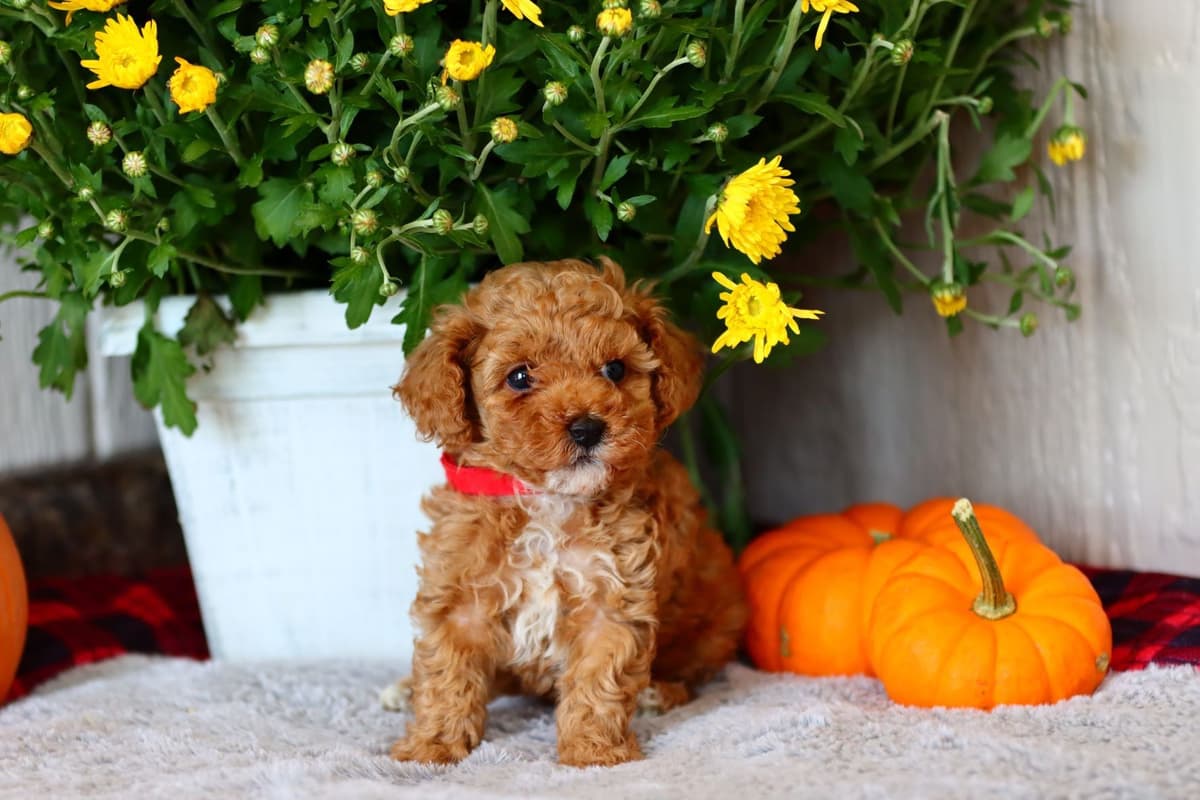 🏅Cavalier King Charles Spaniel Puppies❤️ breeder image 2