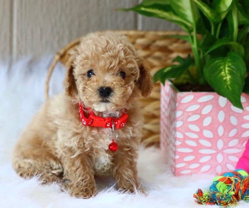 🏅Cavalier King Charles Spaniel Puppies❤️ breeder image 5