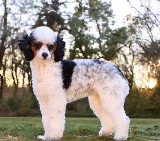 🏅Cavalier King Charles Spaniel Puppies❤️ breeder image 9