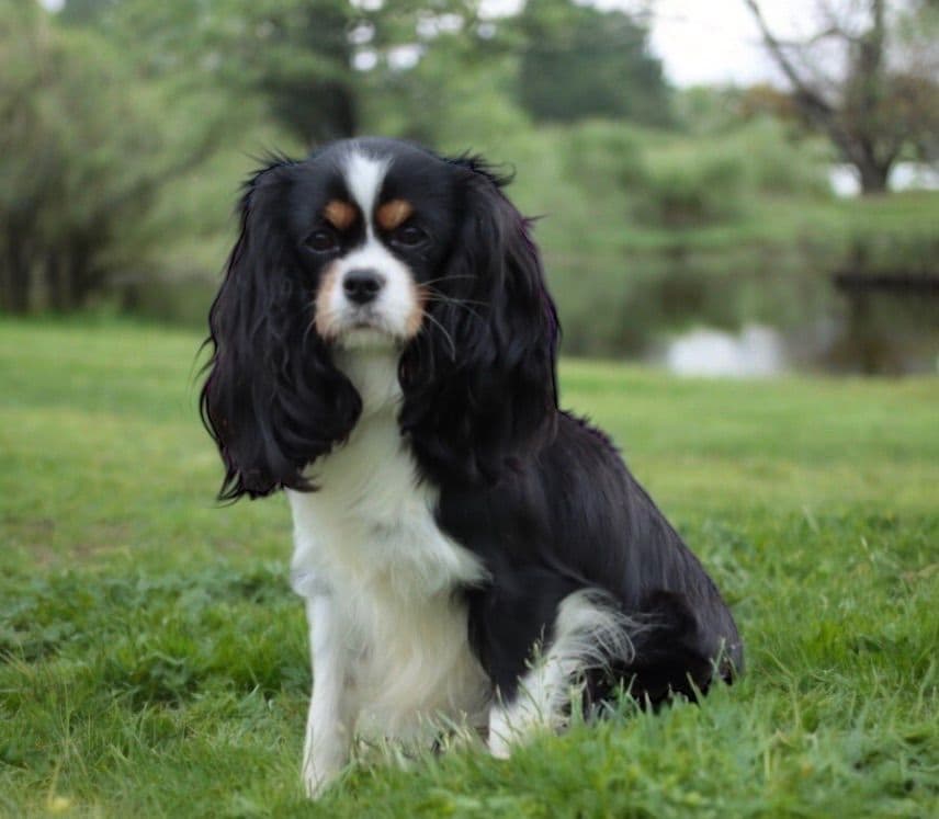 🏅Cavalier King Charles Spaniel Puppies❤️ breeder image 22