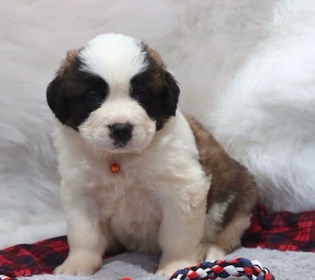 🏅Cavalier King Charles Spaniel Puppies❤️ breeder image 15