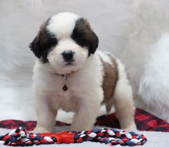 🏅Cavalier King Charles Spaniel Puppies❤️ breeder image 16