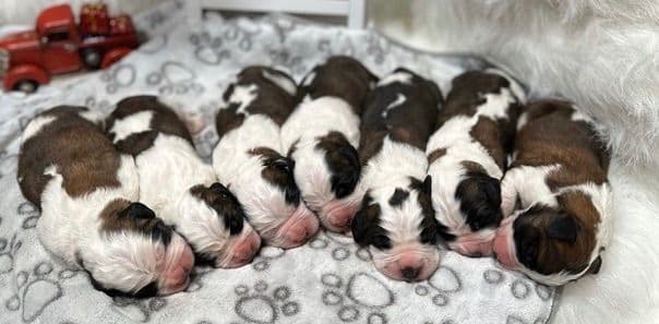 🏅Cavalier King Charles Spaniel Puppies❤️ breeder image 13
