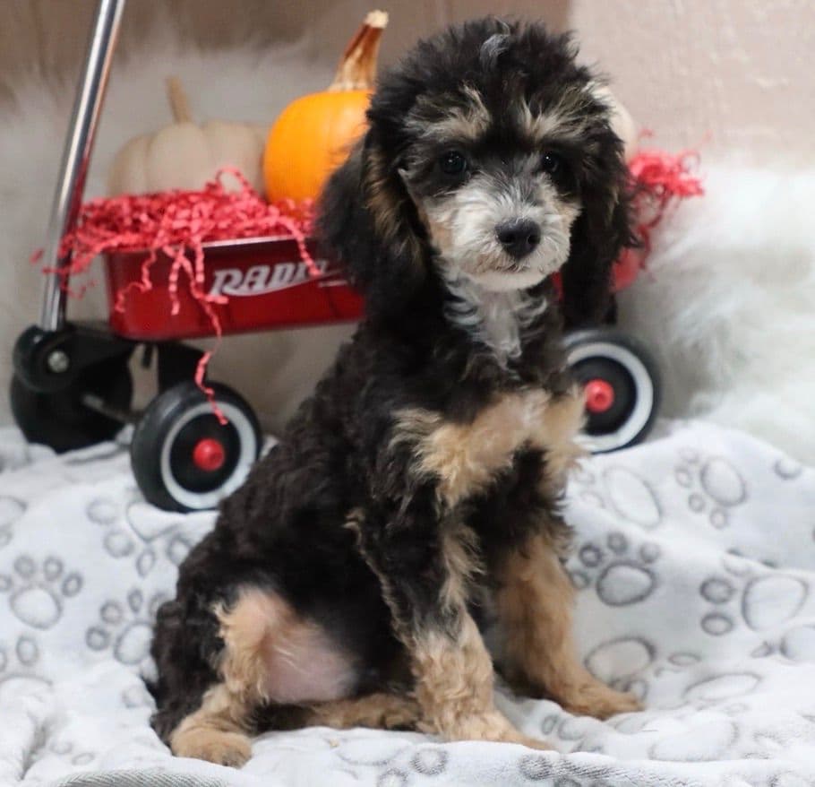 🏅Cavalier King Charles Spaniel Puppies❤️ breeder image 6