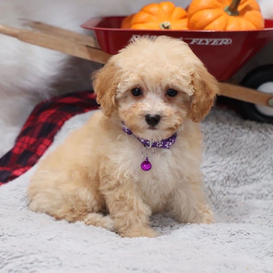 🏅Cavalier King Charles Spaniel Puppies❤️ breeder image 4
