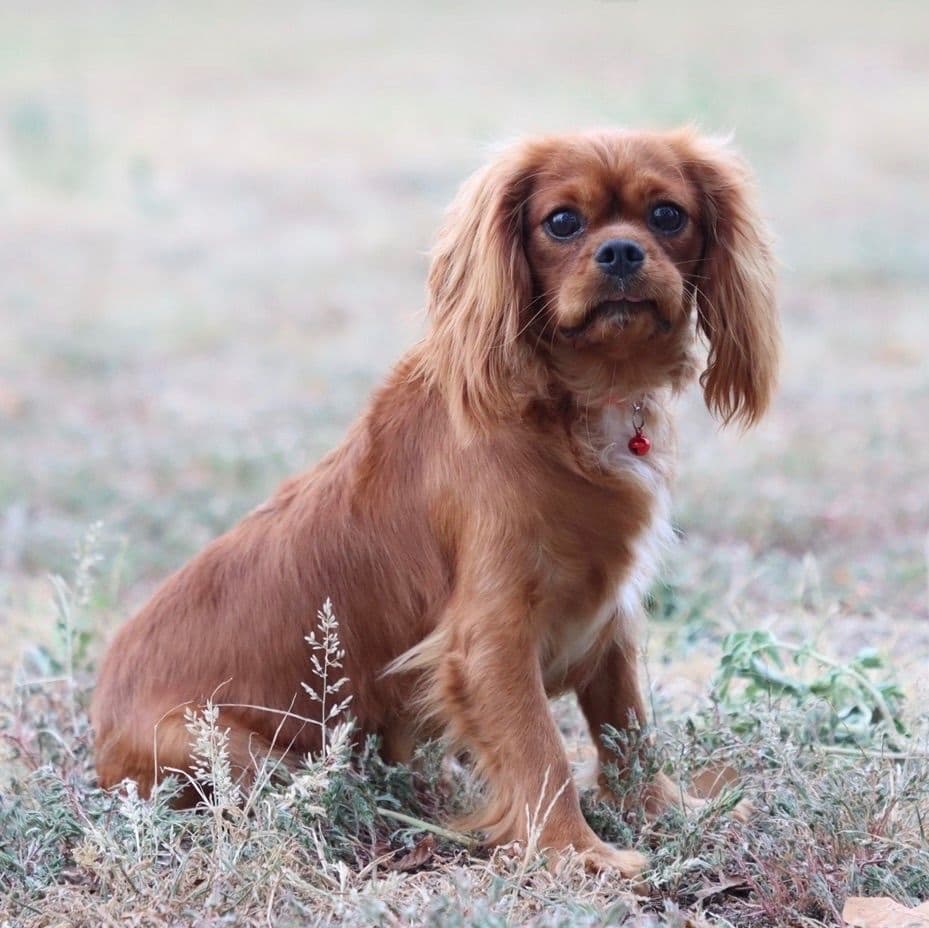 🏅Cavalier King Charles Spaniel Puppies❤️ breeder image 23