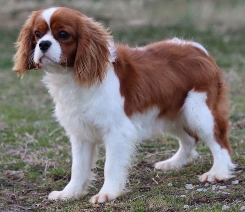 🏅Cavalier King Charles Spaniel Puppies❤️ breeder image 24
