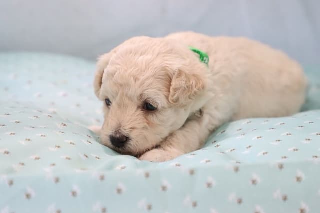 Poodle Puppies media 4