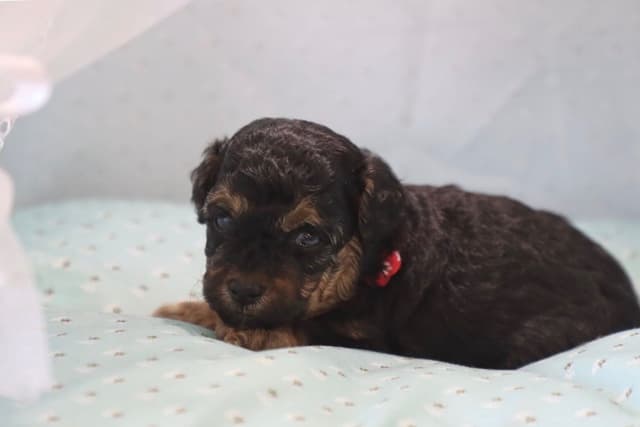 Poodle Puppies media 2