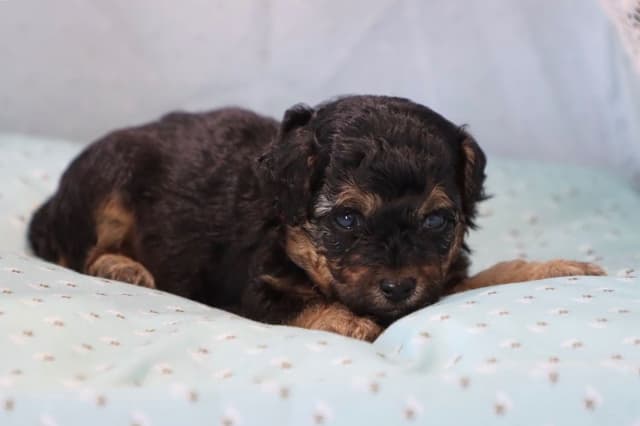 Poodle Puppies media 6