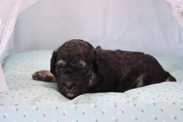 Poodle Puppies media 5