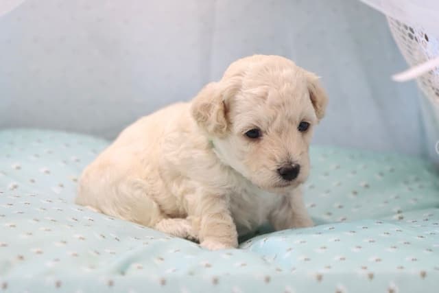 Poodle Puppies media 7