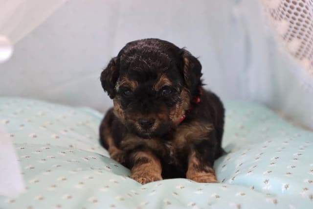 Poodle Puppies media 3