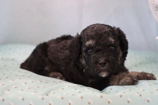 Poodle Puppies media 8