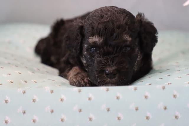 Poodle Puppies media 9