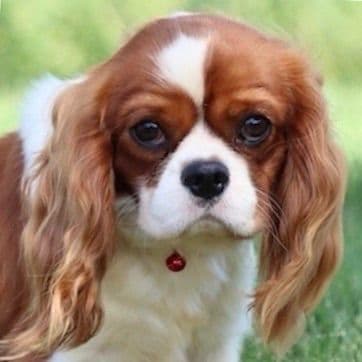 🏅Cavalier King Charles Spaniel Puppies❤️ media 4