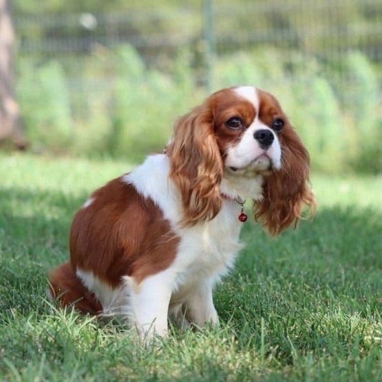 🏅Cavalier King Charles Spaniel Puppies❤️ media 6