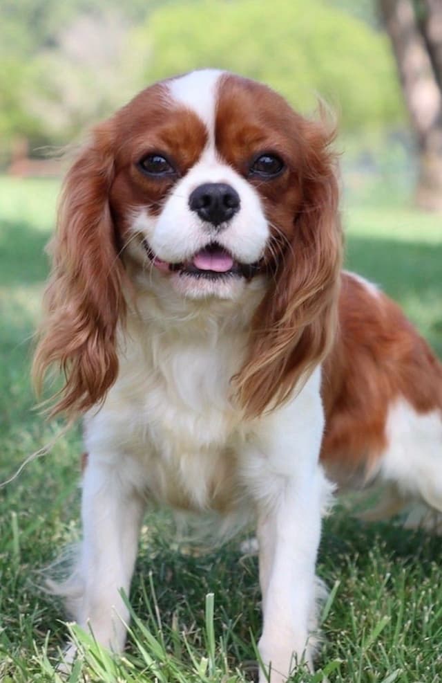 🏅Cavalier King Charles Spaniel Puppies❤️ media 8