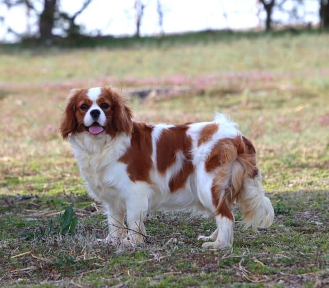 🏅Cavalier King Charles Spaniel Puppies❤️ media 5