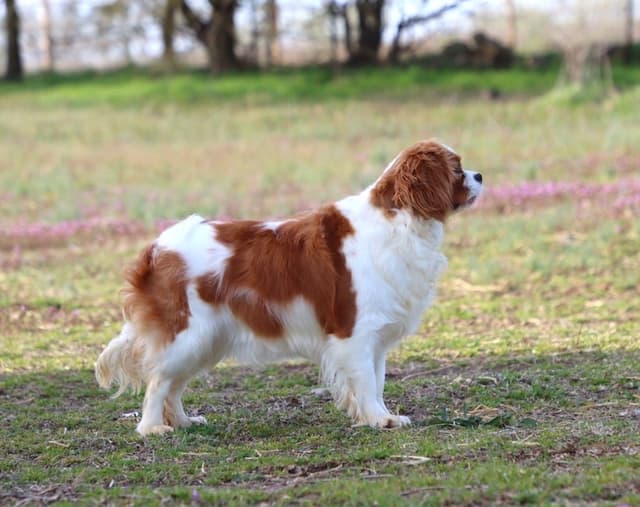 🏅Cavalier King Charles Spaniel Puppies❤️ media 7