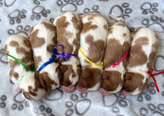 🏅Cavalier King Charles Spaniel Puppies❤️ media 3