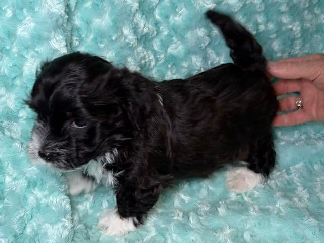 Havanese Puppies media 2
