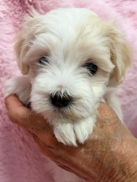 Havanese Puppies media 3