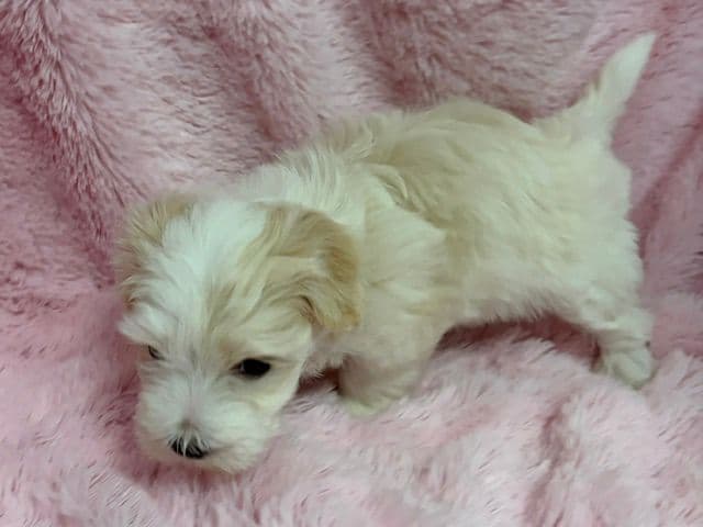 Havanese Puppies media 4