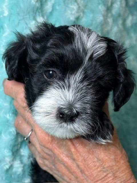 Havanese Puppies media 5